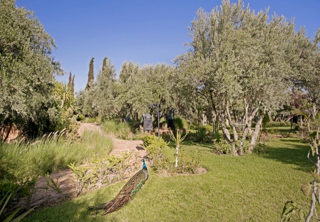 Villa à Marrakech Alentours - Le Clos des Oliviers Villa à Marrakech Alentours - Le Clos des Oliviers