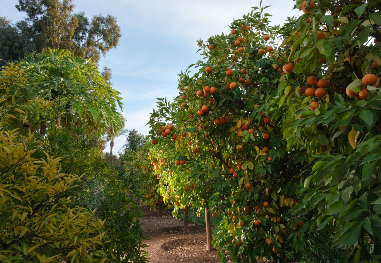Villa à Marrakech - MAJDOU Marrakech Villa à Marrakech - MAJDOU Marrakech